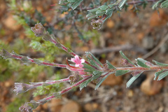 Adenanthos macropodianus