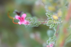 Adenanthos macropodianus