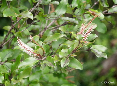 Pterophylla racemosa