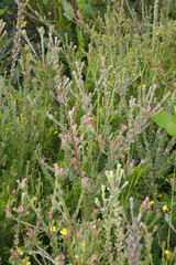 Adenanthos macropodianus