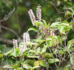 Pterophylla racemosa