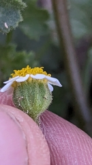 Perityle emoryi