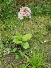 Primula japonica