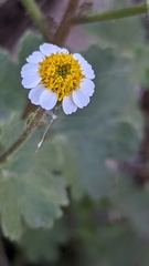Perityle emoryi