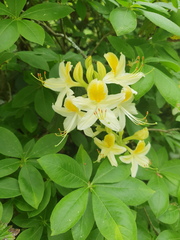 Rhododendron luteum