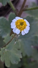 Perityle emoryi