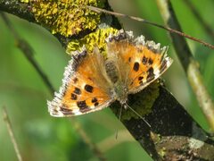 Nymphalis xanthomelas