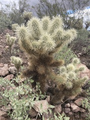 Cylindropuntia