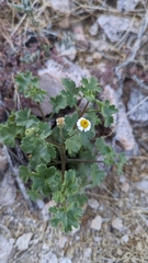 Perityle emoryi