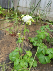 Aquilegia vulgaris