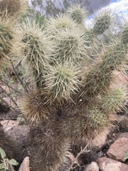 Cylindropuntia