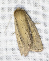 Archanara dissoluta