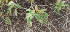 Tournefortia pubescens