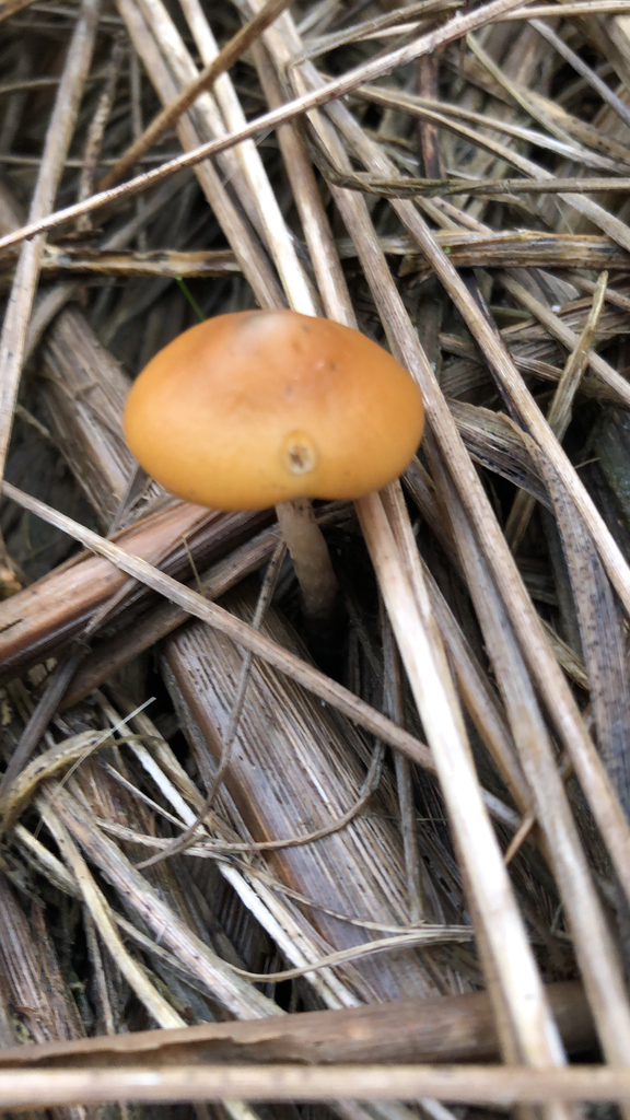 Psilocybe azurescens in December 2022 by Darren Schack · iNaturalist