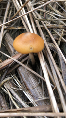Psilocybe azurescens