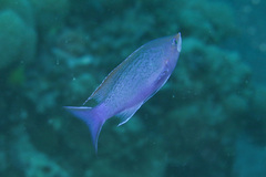 Mirolabrichthys pascalus