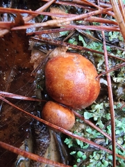 Zelleromyces cinnabarinus