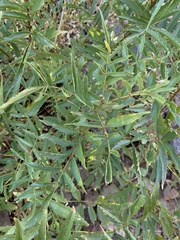 Tecoma stans angustata