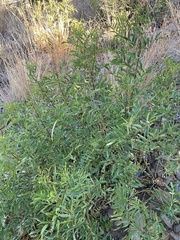 Tecoma stans angustata