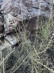 Sairocarpus multiflorus