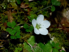 Oxalis magellanica