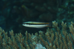 Thalassoma amblycephalus
