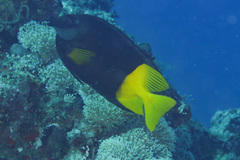 Siganus uspi