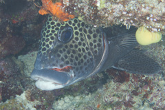 Plectorhinchus chaetodonoides