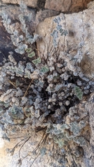 Myriopteris parryi