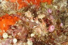 Coryphellina flamma