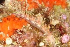 Coryphellina flamma