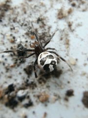Latrodectus mirabilis