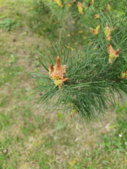 Pinus sylvestris