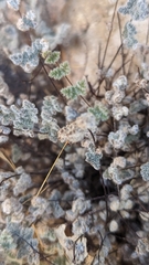 Myriopteris parryi