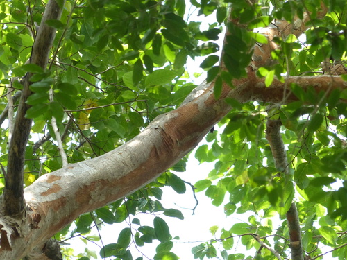 Margaritaria indica iNat (1)