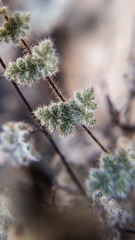 Myriopteris parryi