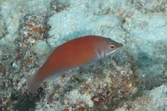 Pseudocheilinus evanidus