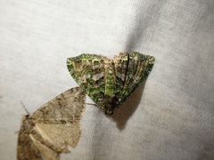 Austrocidaria similata