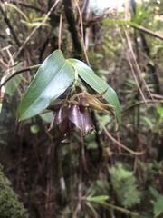 Epidendrum cerinum