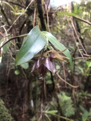 Epidendrum cerinum