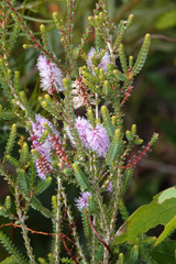 Melaleuca gibbosa