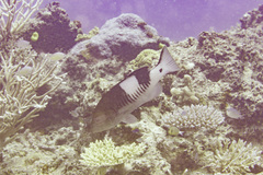 Gracila albomarginata