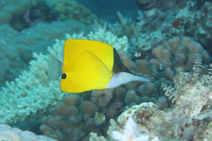 Forcipiger flavissimus