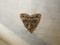 Pseudocoremia productata