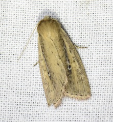 Archanara dissoluta