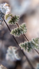 Myriopteris parryi