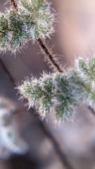 Myriopteris parryi