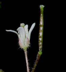 Cardamine heleniae