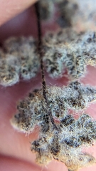 Myriopteris parryi