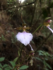 Rhynchostele bictoniensis